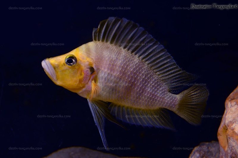 Altolamprologus compressiceps 'Kantalamba'